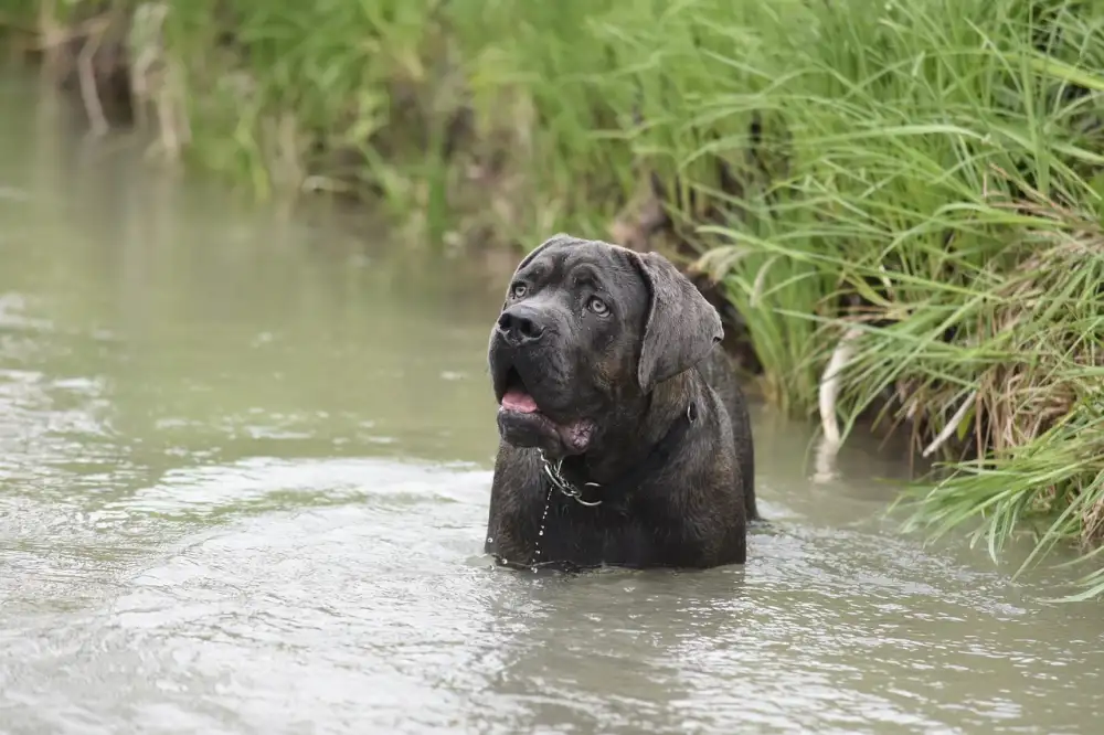 Cane Corso Štěně