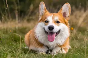 Corgi Pes