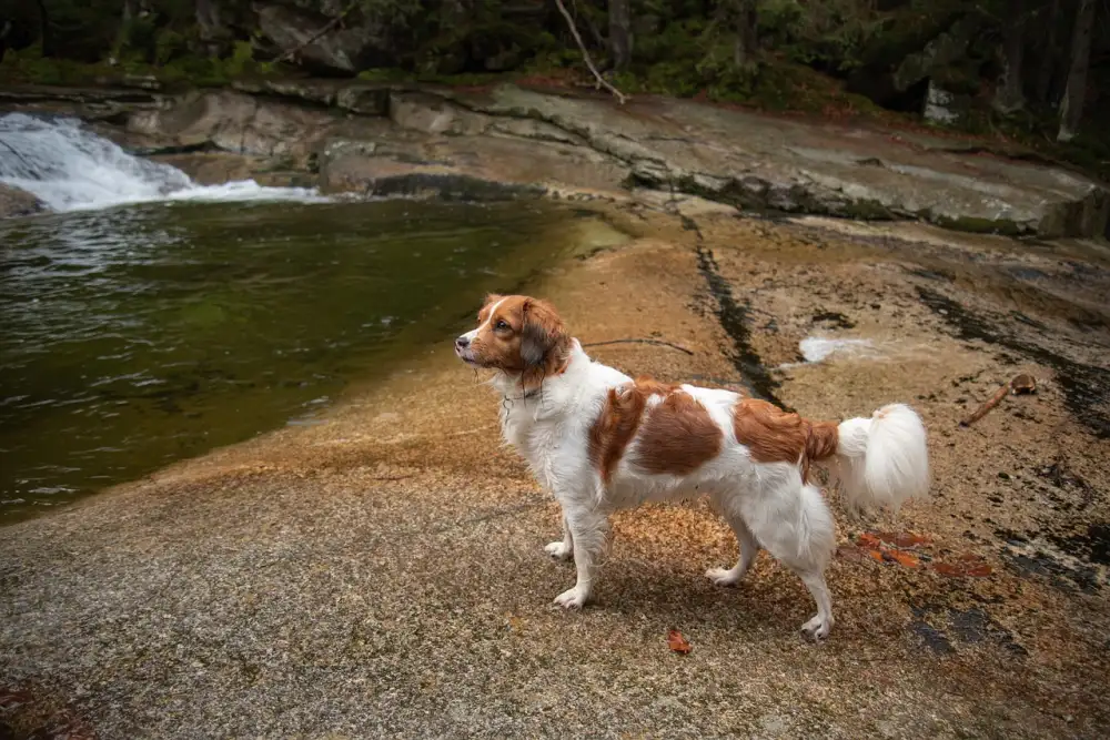 Kooikerhondje