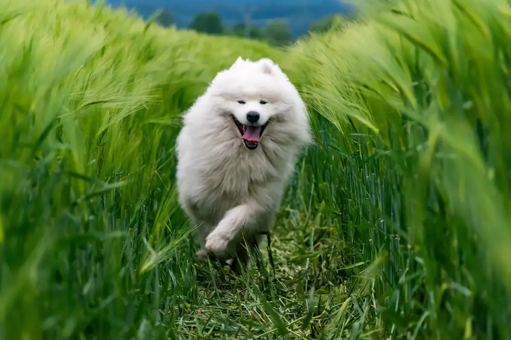 Samojed Štěně